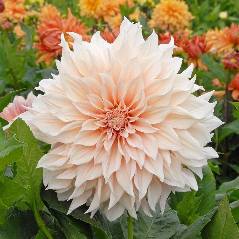 星宇大丽花种植基地