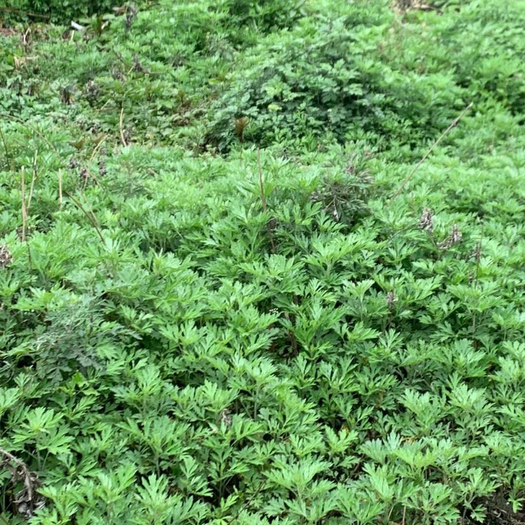 合作共赢川KD315