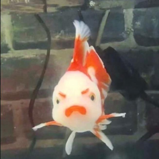 妮好可爱