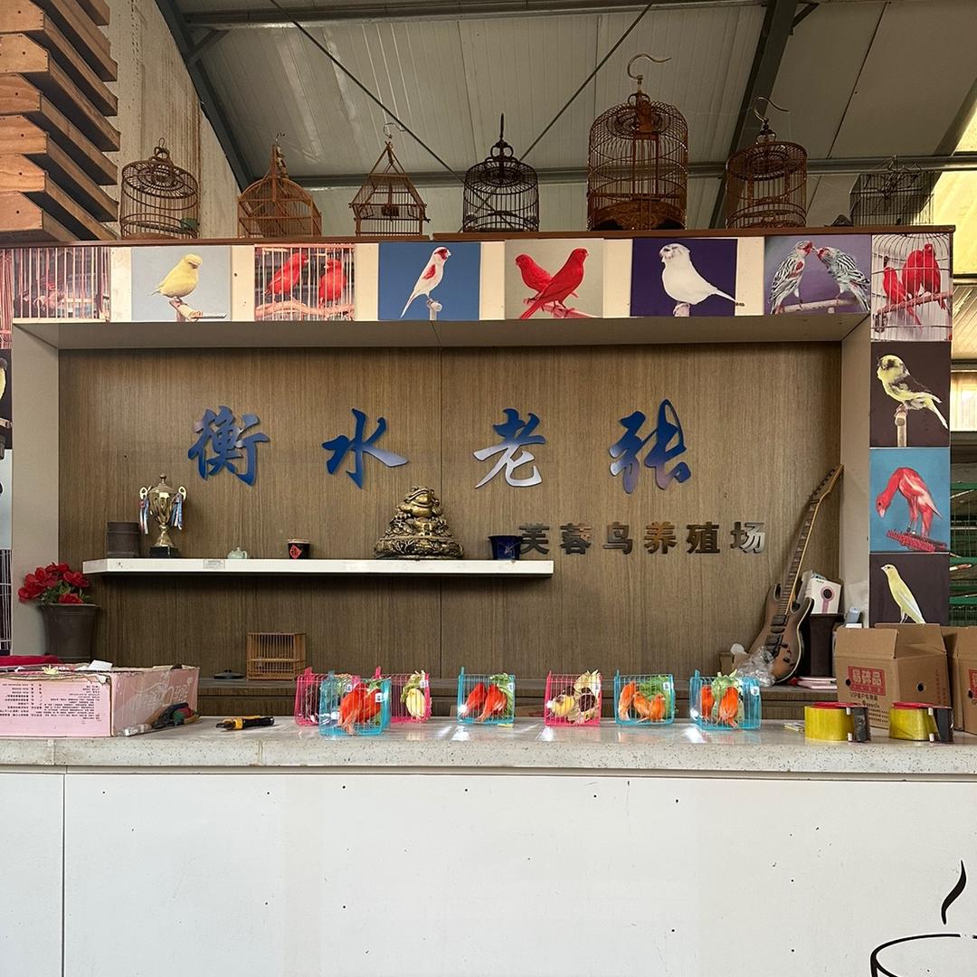 老张鸟业芙蓉鸟养殖场