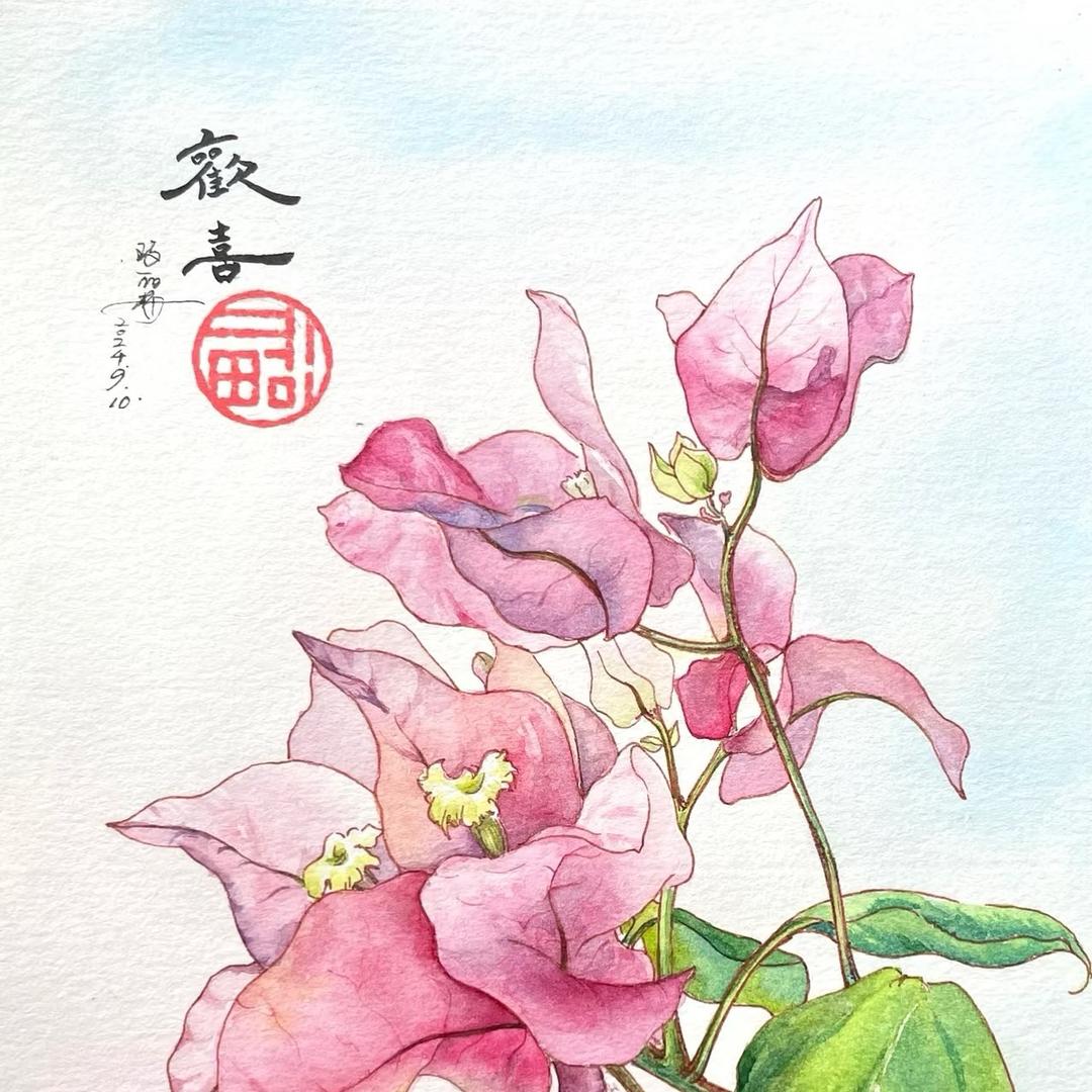 歡喜三角梅场