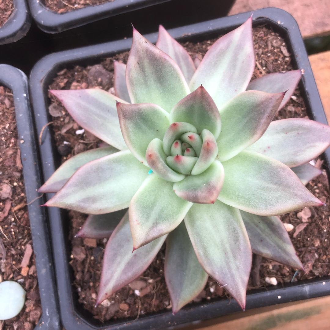 云南花农