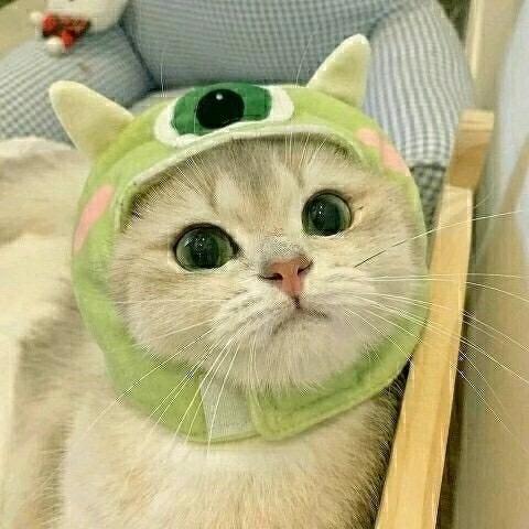 那斯酱