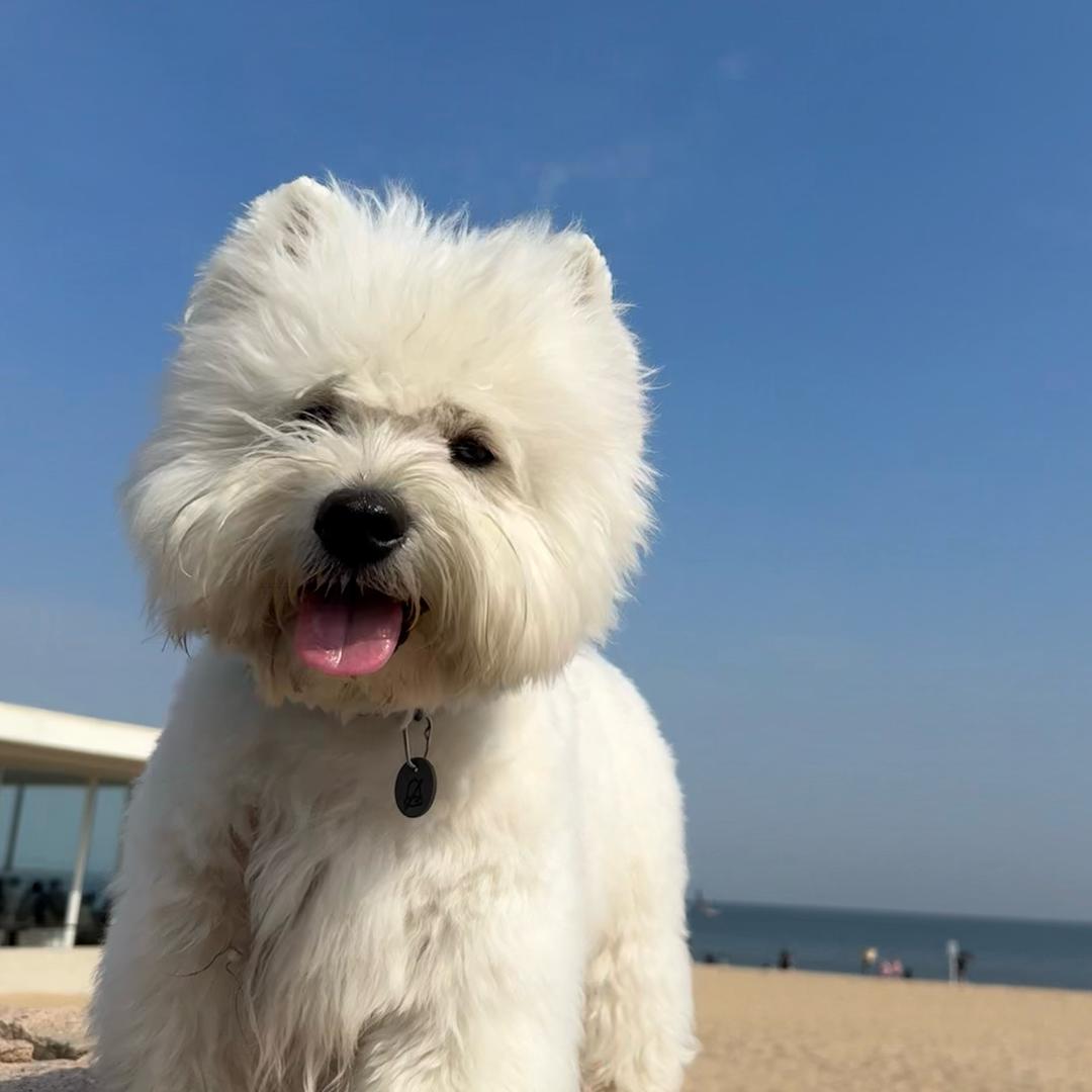 高冷小白脸儿