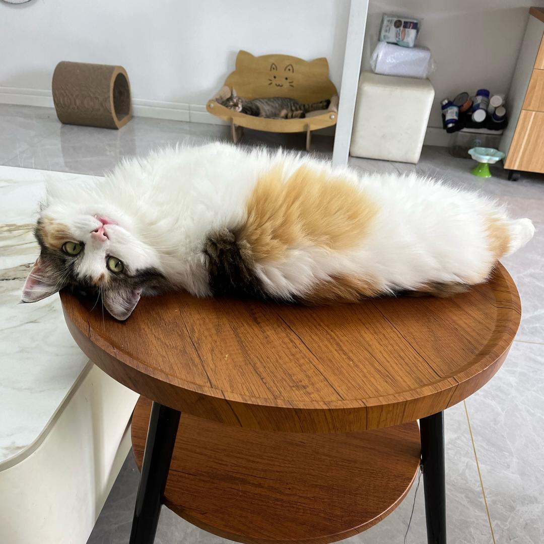 幸运家的6只猫