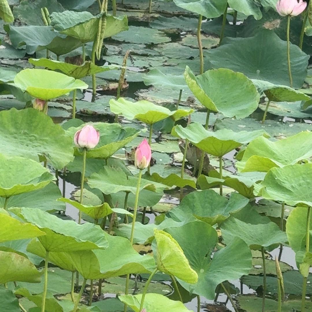 林玲