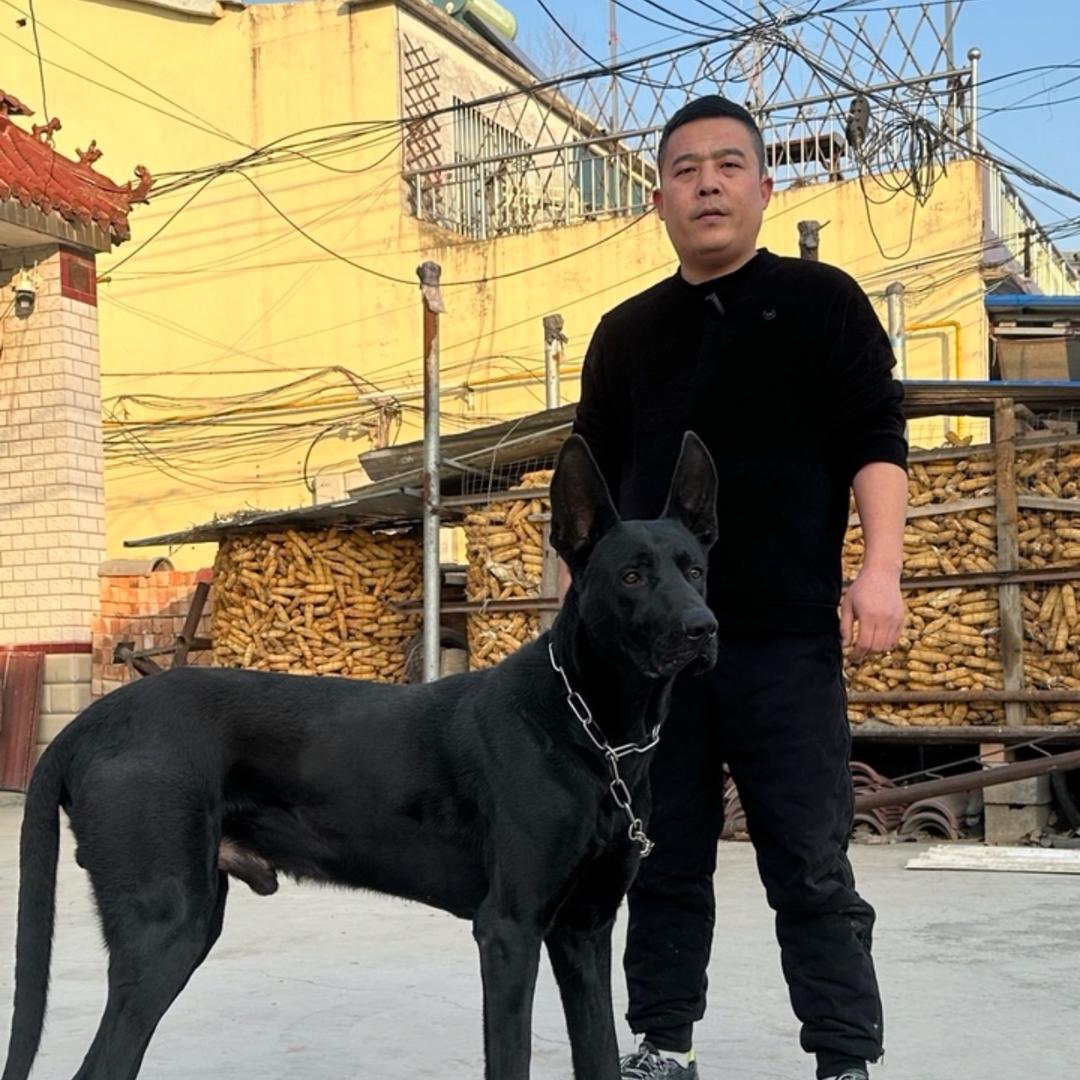 李班长养犬