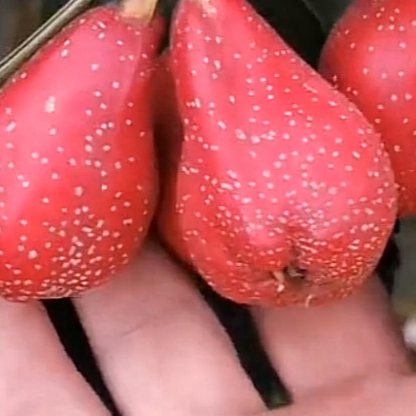山楂专卖，全国发货