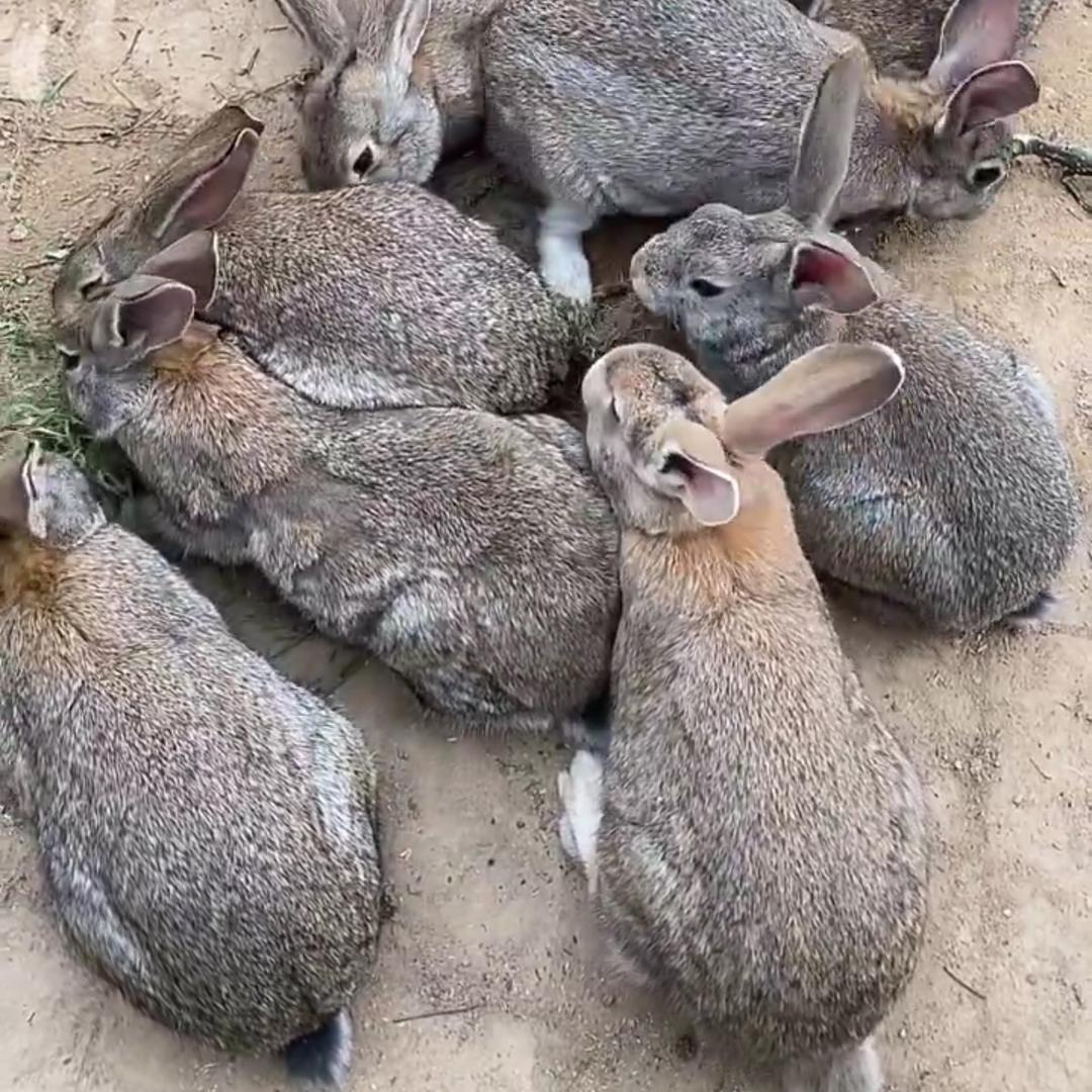 肉兔养殖大型散养兔基地