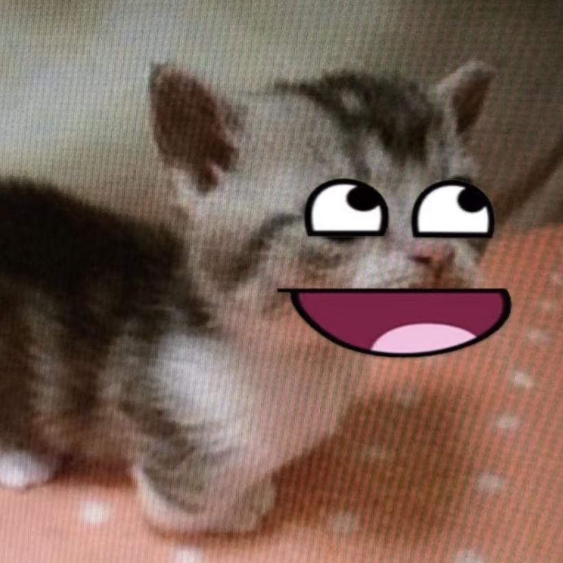 光州流浪猫