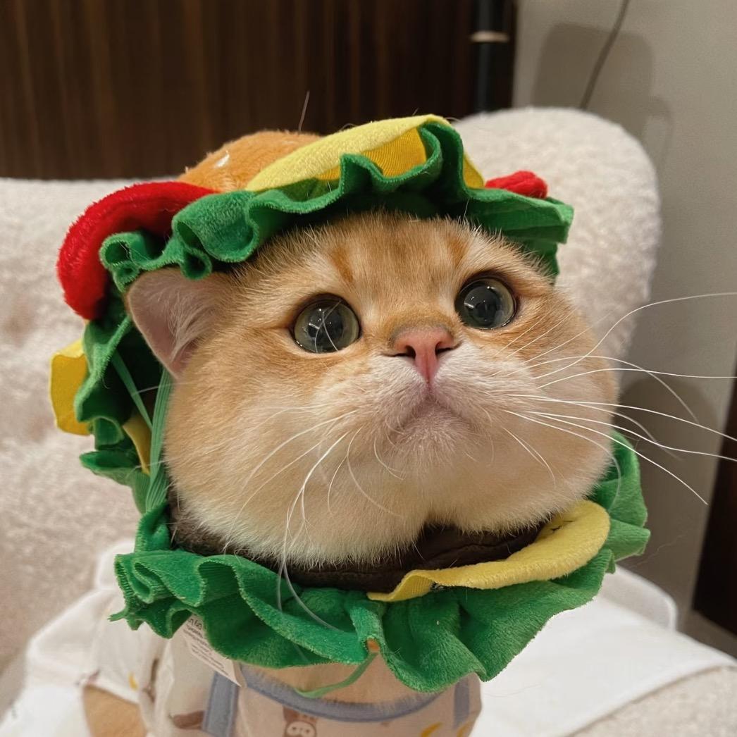 浩炎的森灵猫舍