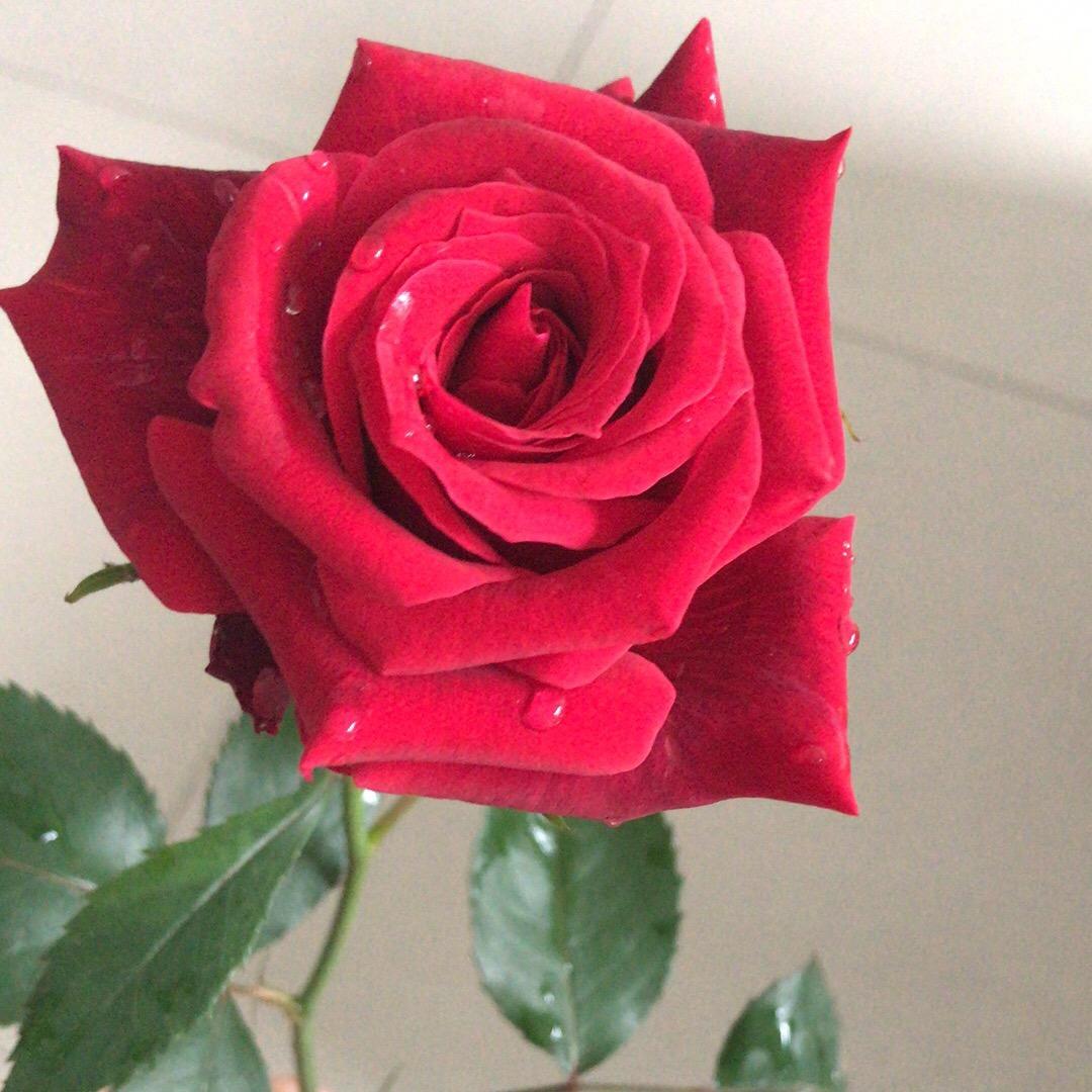 ☆热带🍎♂雨林