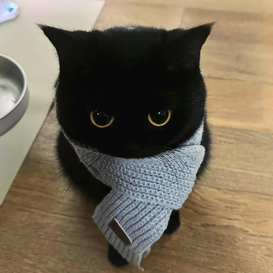 凯西猫猫