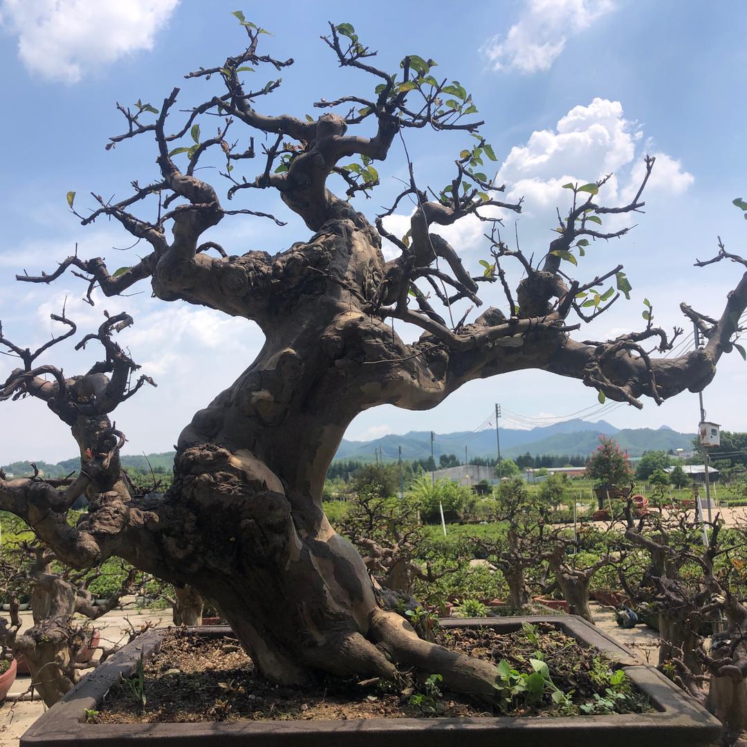嘉豪精品盆景基地
