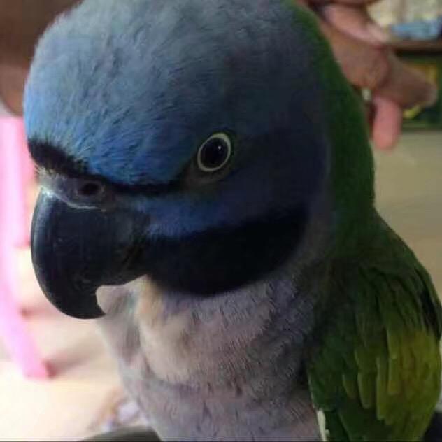 鹦鹉