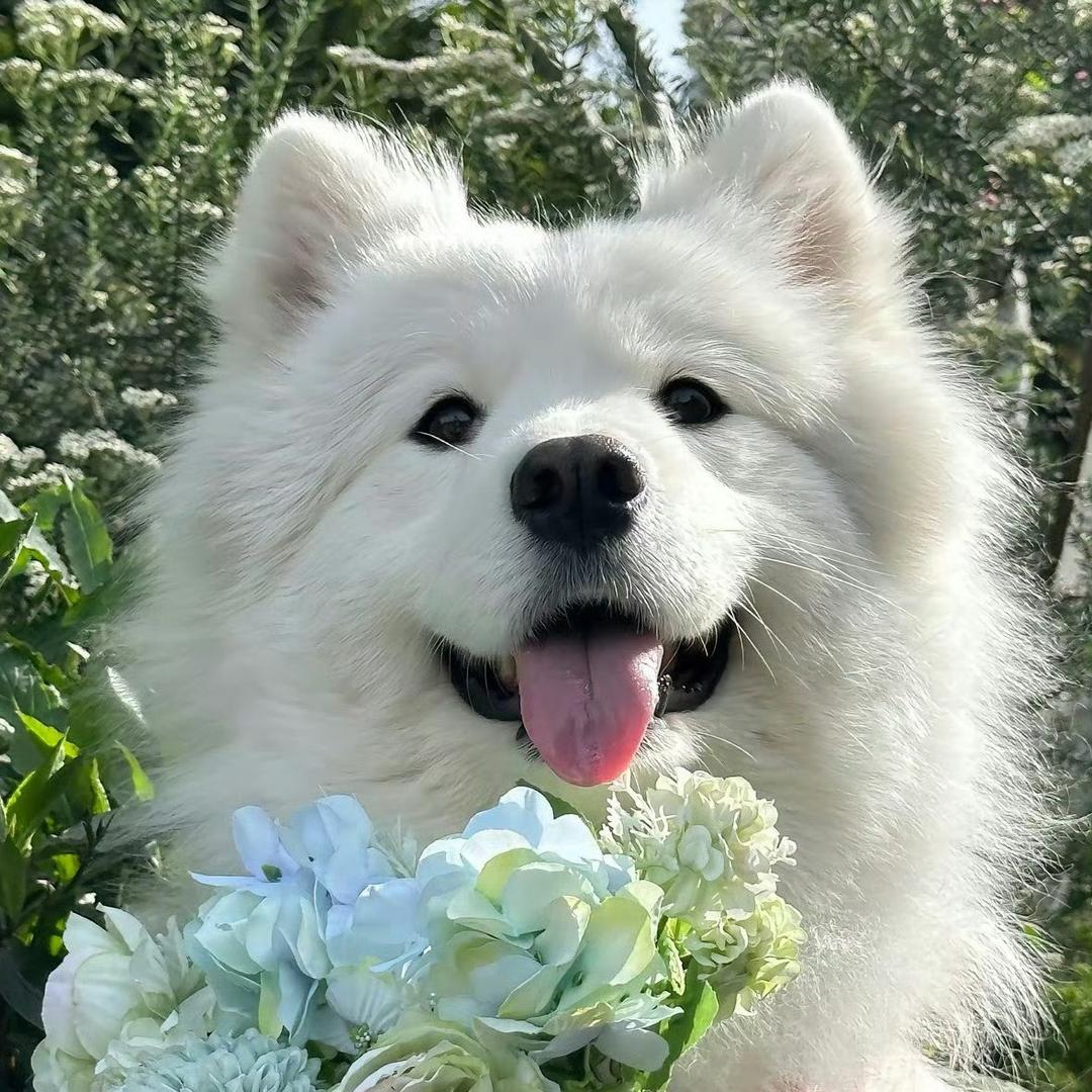 尚大大🌸🌸🌸