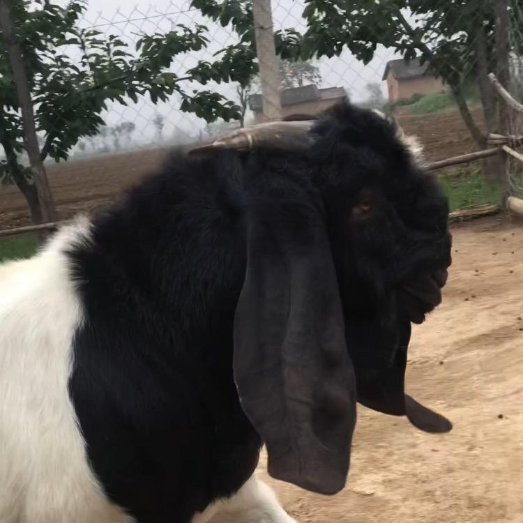 多多牧业