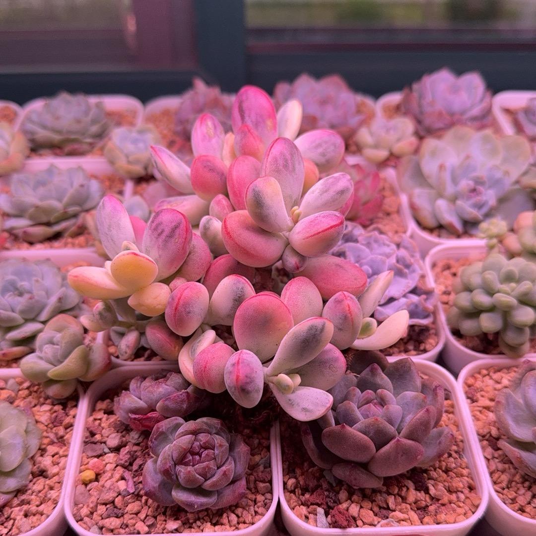 🫧🌈小倩🐰阳台多肉玩家