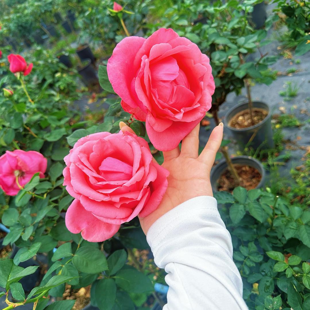 花田绿植月季基地