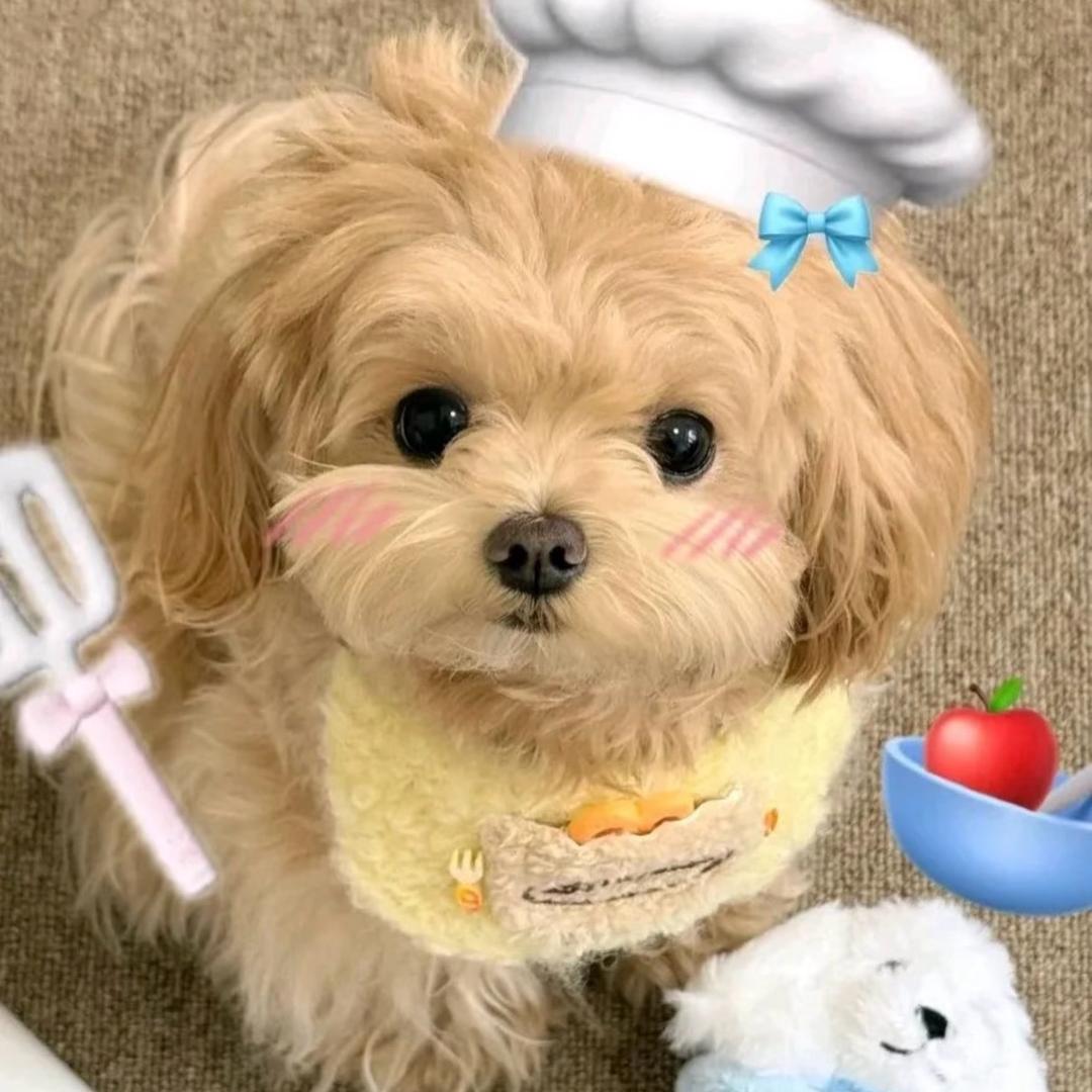 🥞•͈̑ ᴥ •͈̑🥞