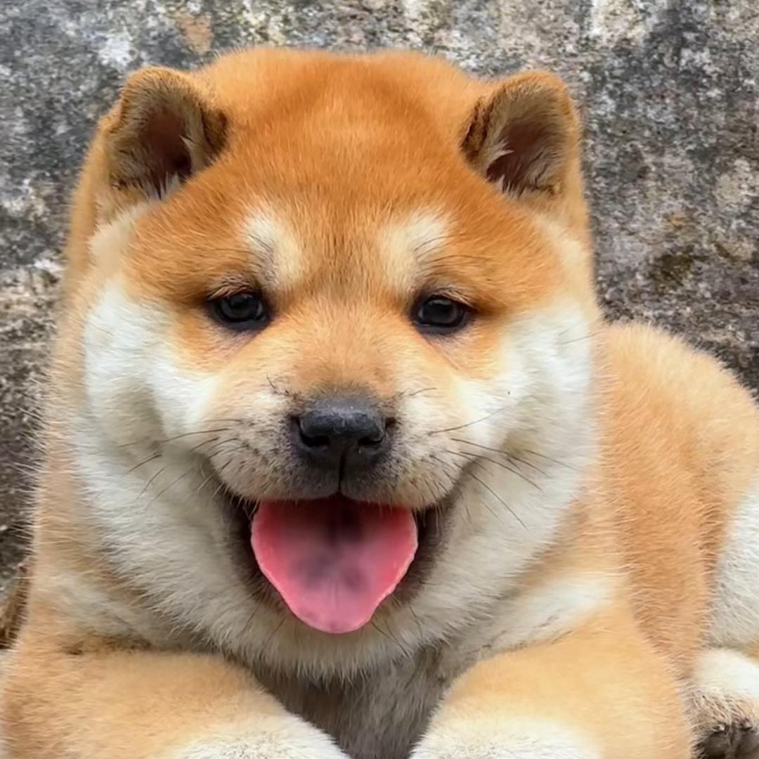 贵（桂）系田园犬阿超