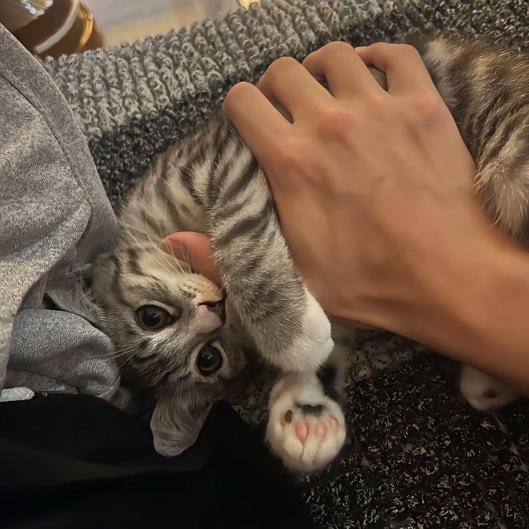 浪猫流