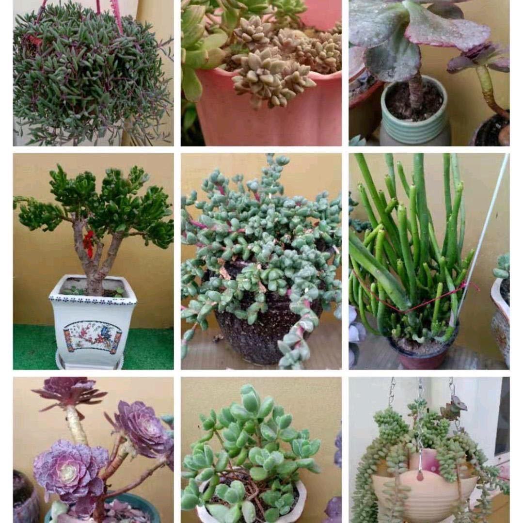 翟老师管理❤️60后大妈 闺苗