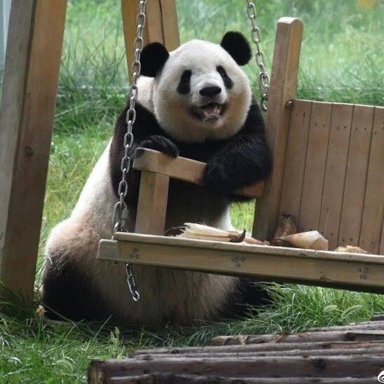 🐼喵小柒
