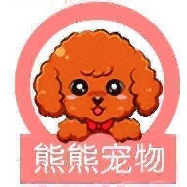 沈阳熊熊家泰迪（買🐶私聊）