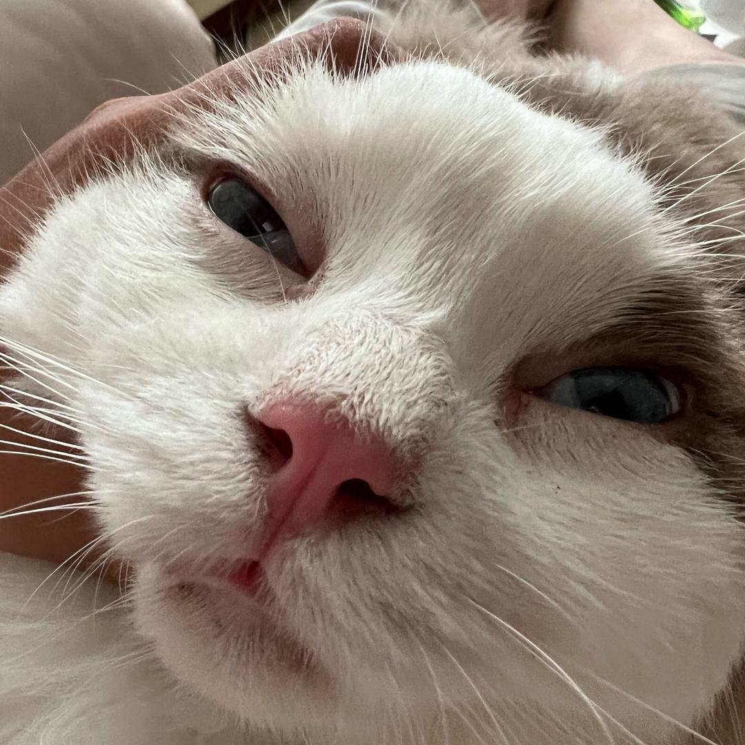 最愛茄汁芝士焗猪扒