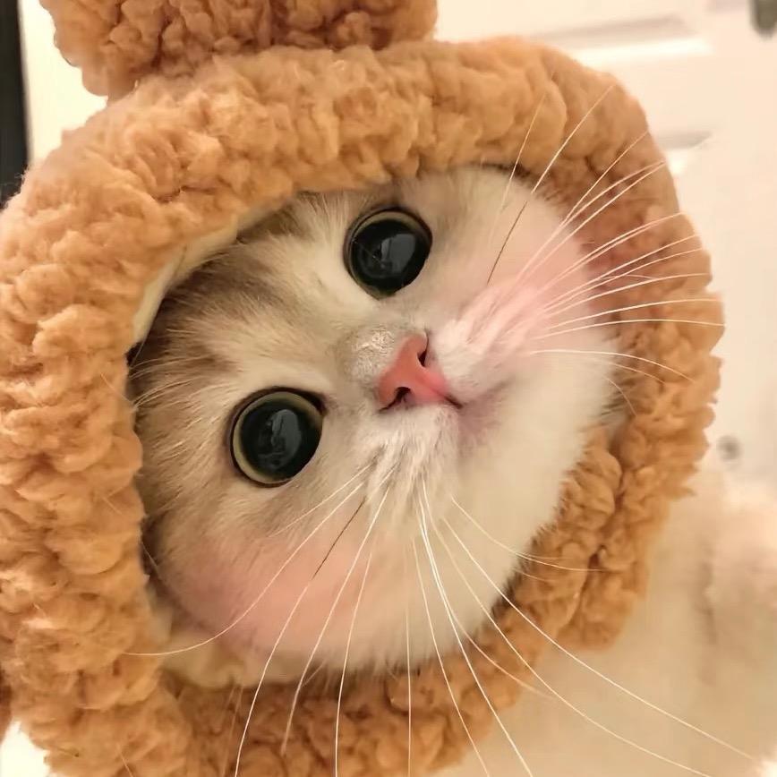奶团子