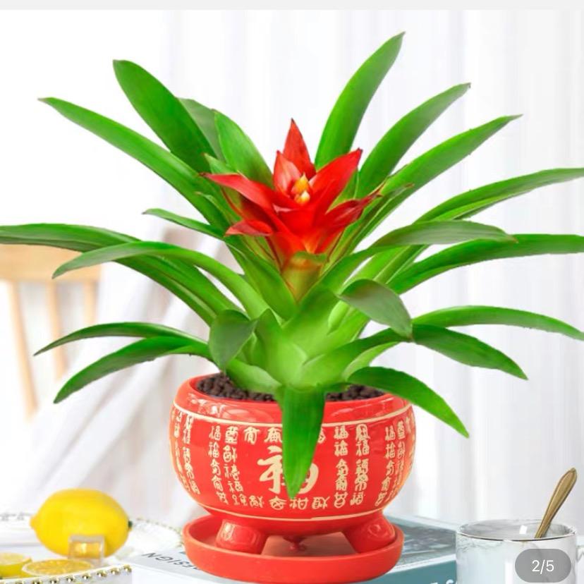 芳华🍁