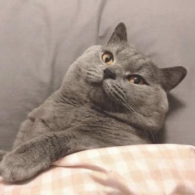 精灵猫宠物用品