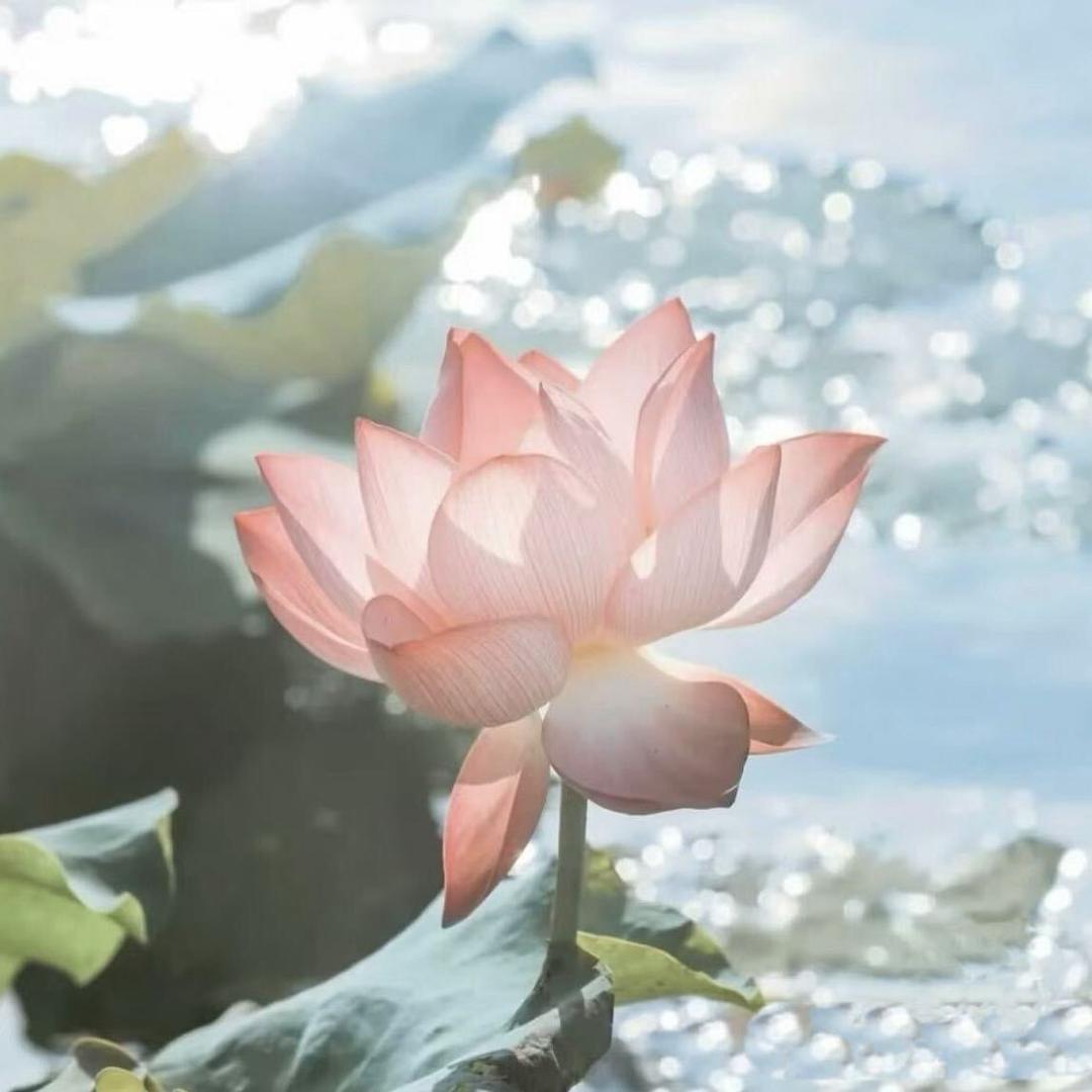 芙蕖