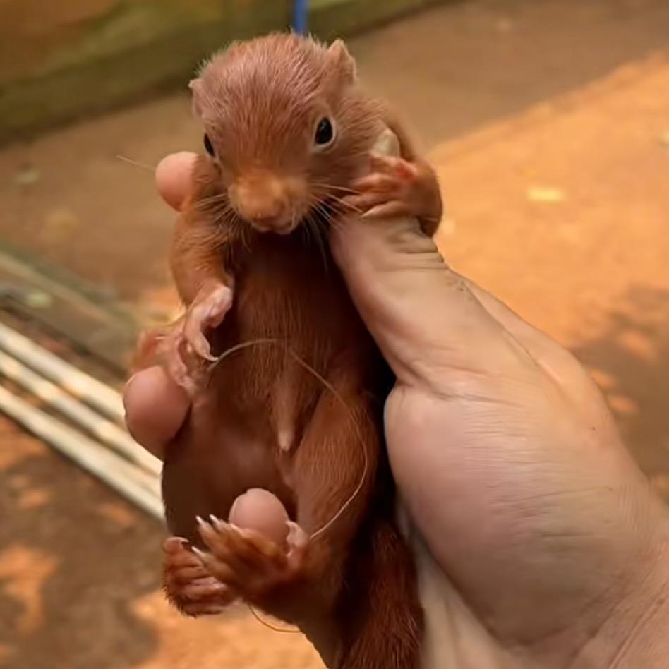 多米乐松鼠养殖