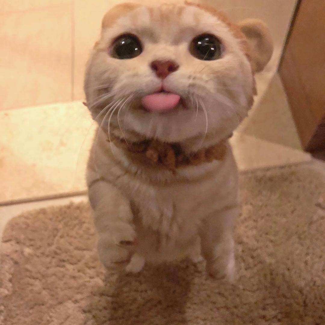 樱花与你皆是劫