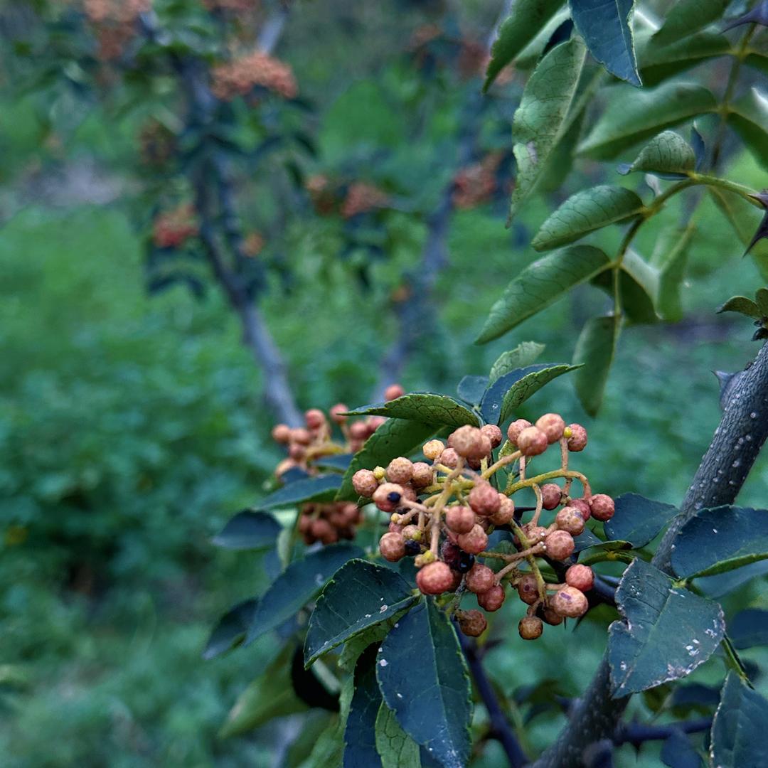 阿轩的山野铺子