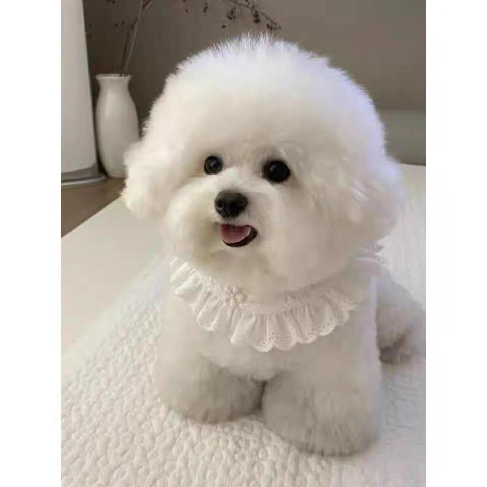 小高萌宠