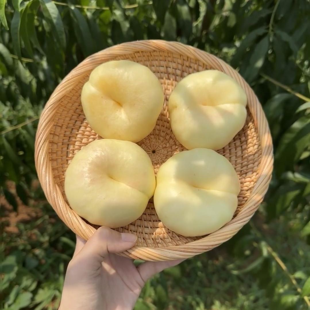 平邑繁广苗木种植销售中心（个人独资）企业店