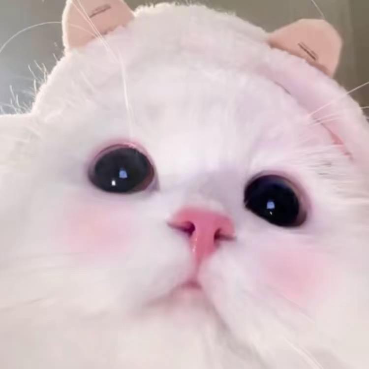 上海下小雪