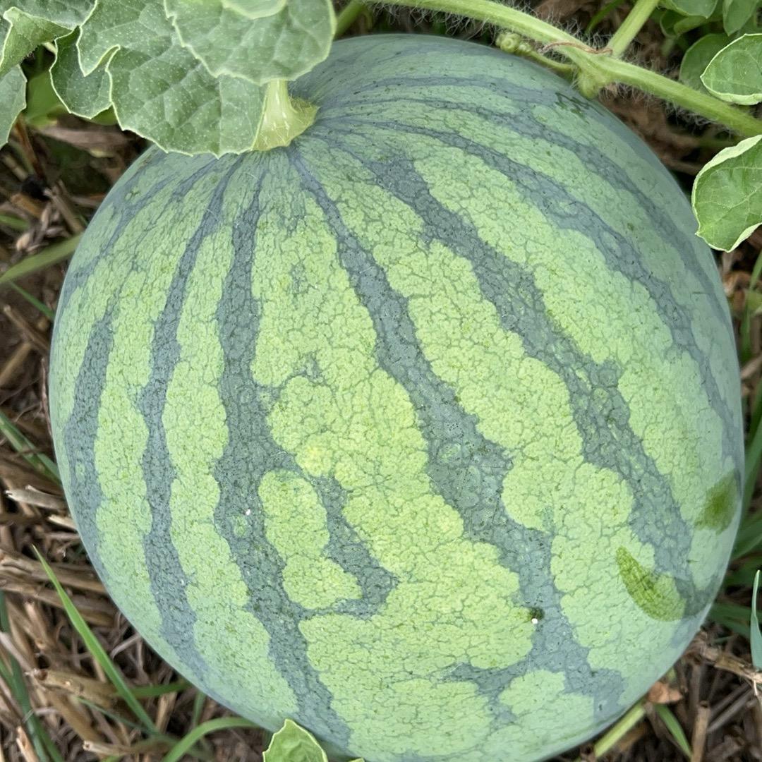 雨昊种植合作社