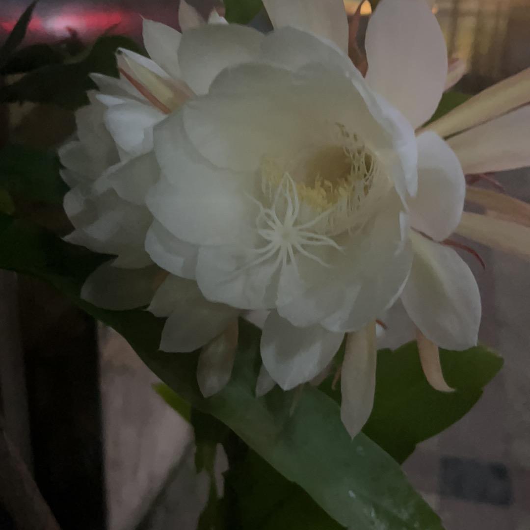 五甲好物