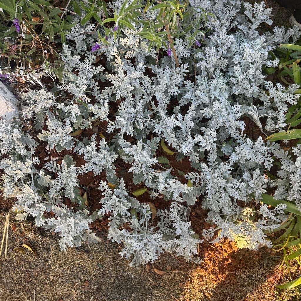 众合花卉园【鲜花批发大件】