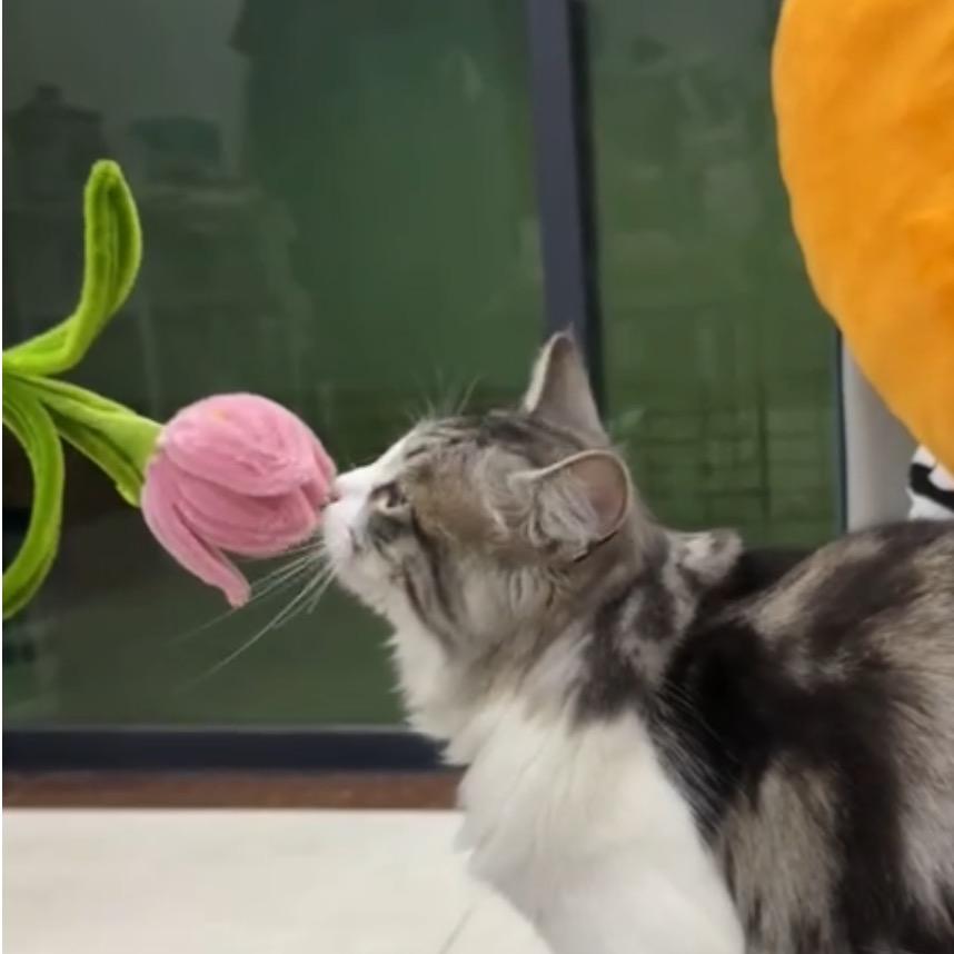 关你什么柿🍅（拼豆版）