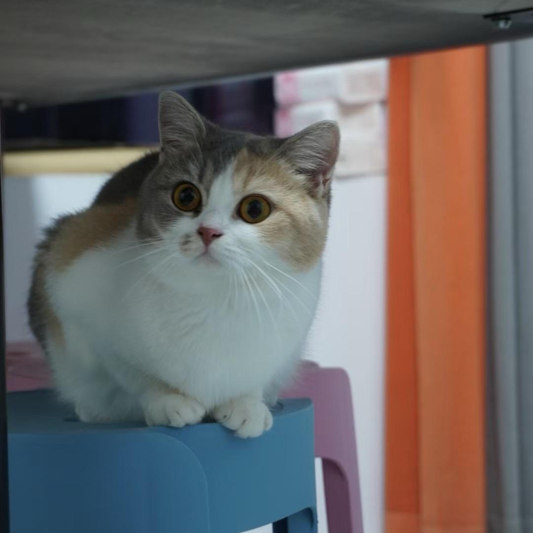 付喜乐与陈平安