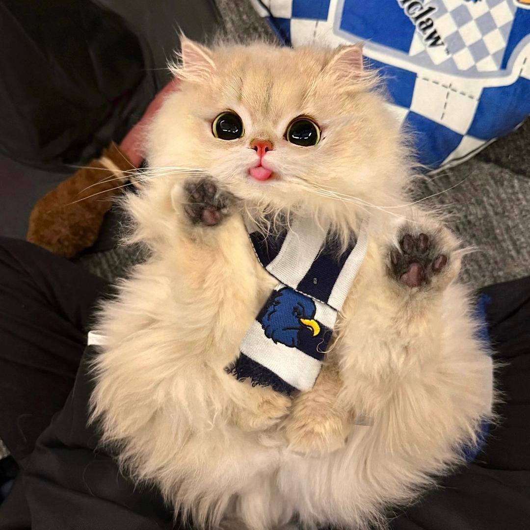 周周的猫-甜甜
