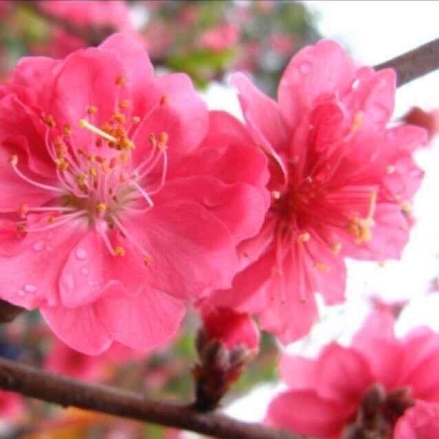 溪流