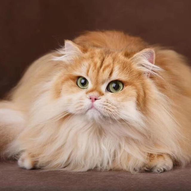 宠屿时光 宠物平台