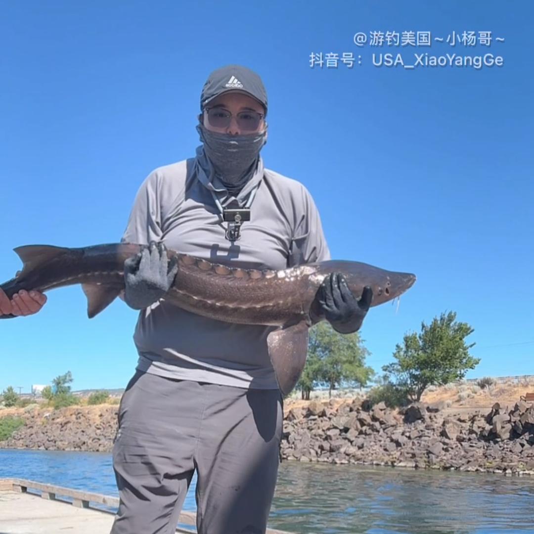 游钓美国~小杨哥~