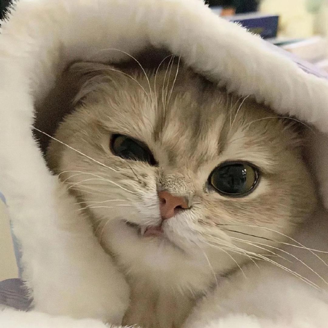 小鱼摇摇头